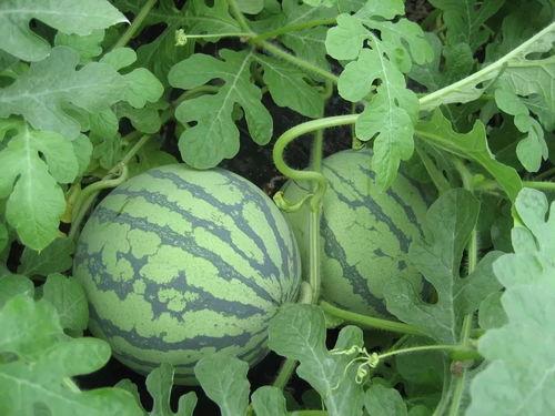 ycg战队吃瓜,真相与幕后  第2张